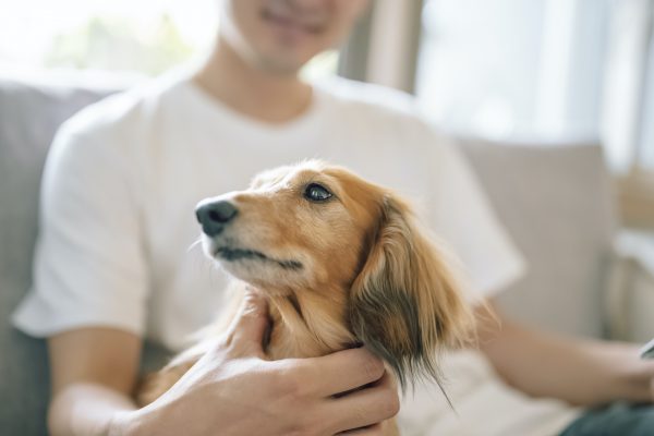 かっこいい かわいいの癒し効果は抜群だ ペット 動物を溺愛する2 5次元俳優